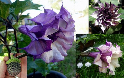 Datura type plant seeds two - seeds.,