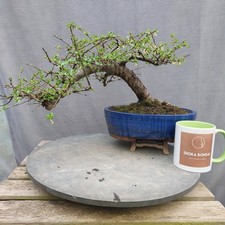 Large Nothofagus Beech Semi