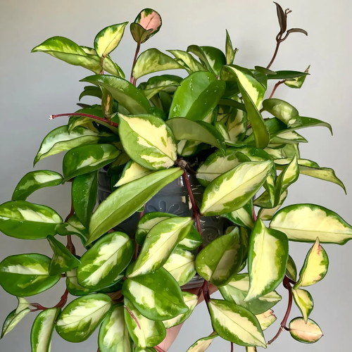 Hoya carnosa krimson princess - krimson, princess/