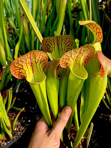 Sarracenia norman parker - sarracenia,