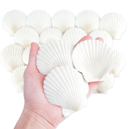Natural scallop shells - 20pcs, 3