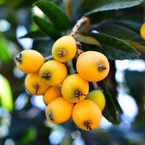 Loquat tree chinese - ,