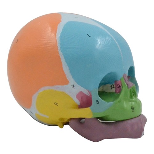 Baby head skeleton model for - baby,