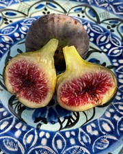 Black Madeira KK Fig Tree