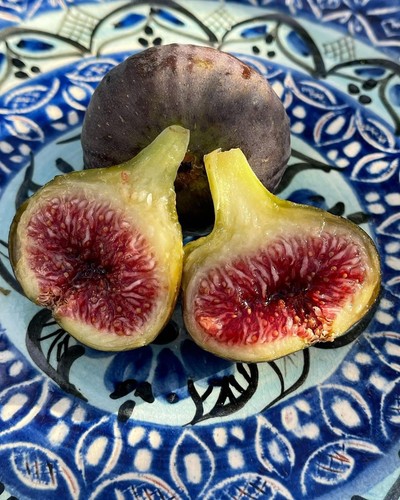 Black madeira fig tree - black,