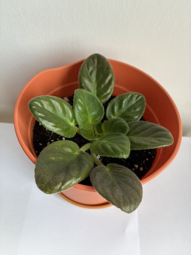African violet saintpaulia - african,