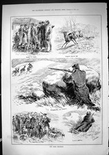 Old Antique Print 1884 Roe