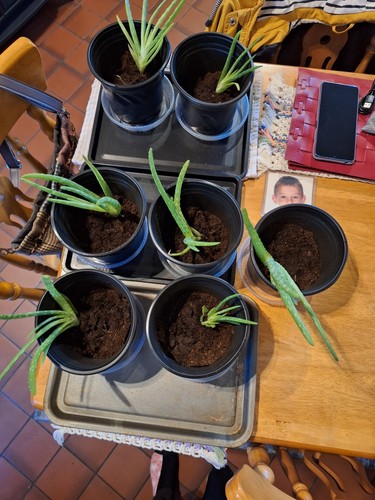 Aloe vera houseplant young - 1,