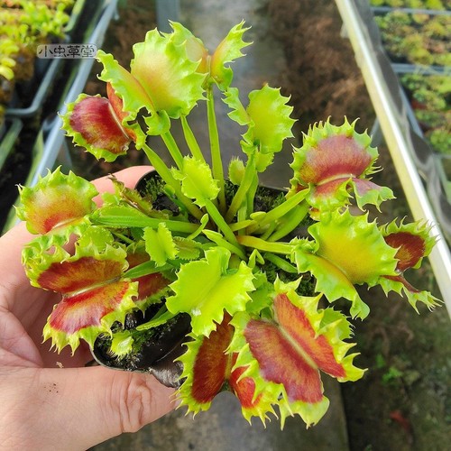 Pre sale dionaea muscipula - pre-sale,
