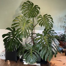 Monstera Deliciosa Swiss