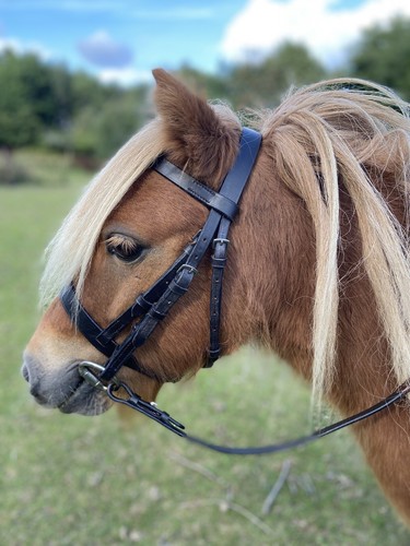 Leather bridle black brown - leather,
