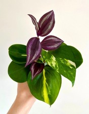 Starter Houseplant Cutting Box MIX x 4 | Giftbox | Pothos Tradescantia Brasil