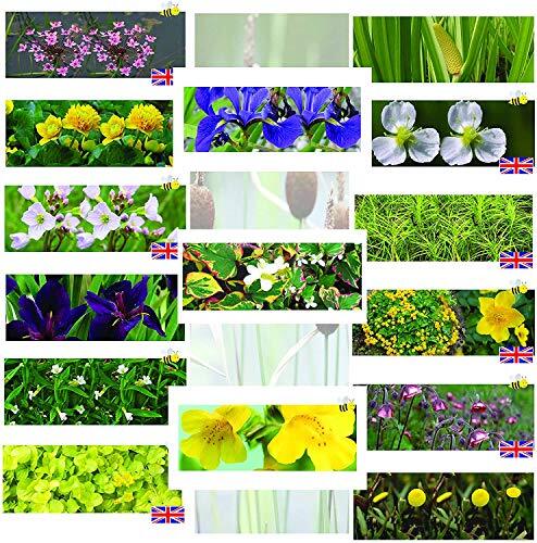 Premium pond starter packs - premium,