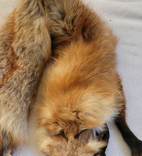 Vintage bright red fox real - vintage,