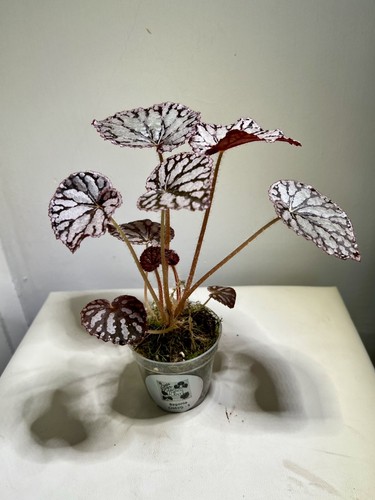 Begonia chayo plant well - well, grown