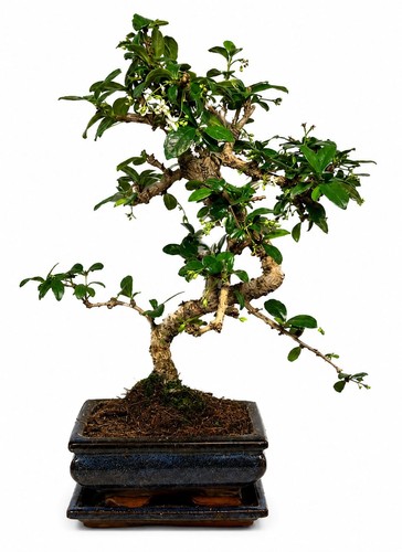Flowering fukien tea bonsai - tea,