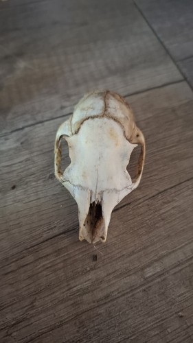 Small animal skull - small,
