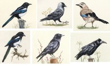 MAGPIE, JACKDAW, JAY, CROW