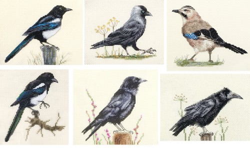 Magpie jackdaw jay - jackdaw,, crow