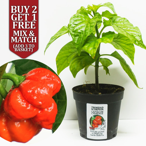 Trinidad scorpion chilli - scorpion,