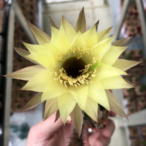 Echinopsis hybrid jupiter - hybrid, 'jupiter'