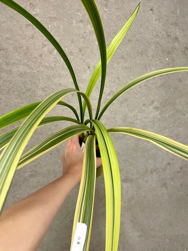 Cymbidium ensifolium bai lian - cymbidium,