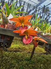 Rare Cycnodes Jumbo Mickey Red orchid plant, not in bloom