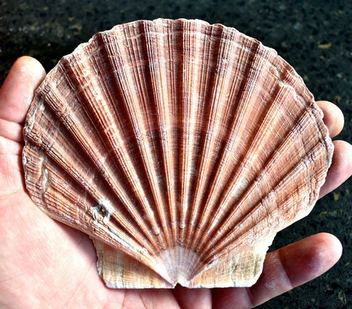 Large irish flat scallop - 1,