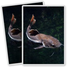 2 x Vinyl Stickers 7x10cm - Redtail Catfish Fish Fishing Pond Lake  #24100