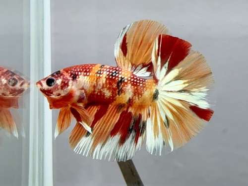 Wysiwyg live male betta - wysiwyg,