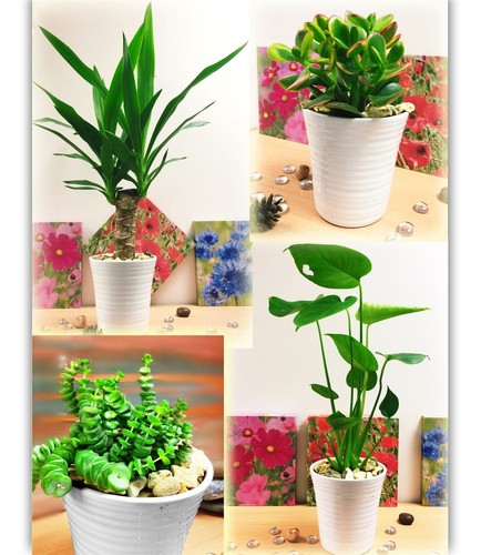 Indoor table plant - table,