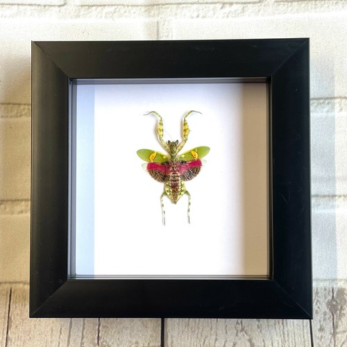 Jewelled flower mantis - jewelled,