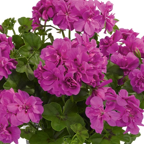 Ivy geranium sunflair amy - ivy,