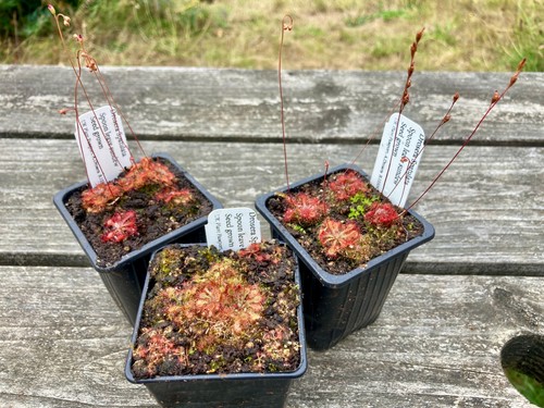 Drosera spatulata - drosera,