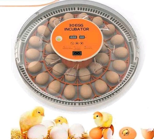 Eggs fully automatic - 30,