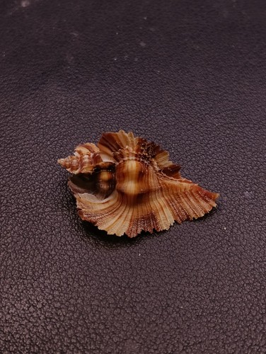Chicoreus miyokoae murex sea