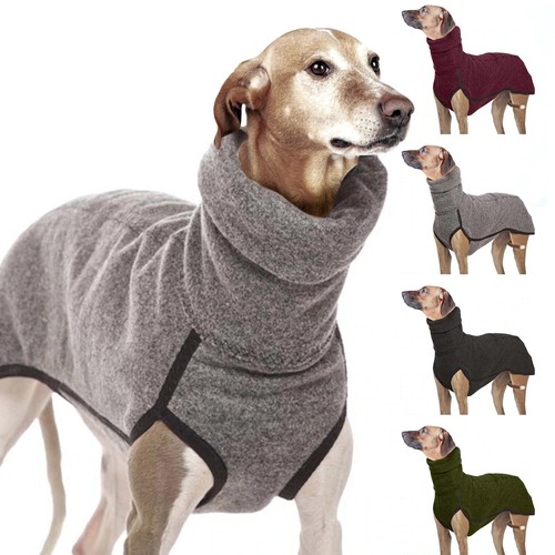 Pet dog winter - pet,