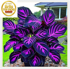 Rare Hosta Blue