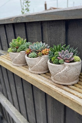 Succulent plant pot 3 - succulent,