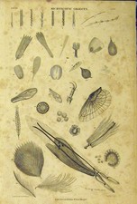 Original Old Antique Print