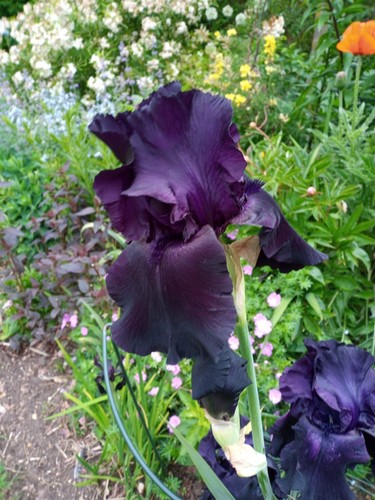 Iris germanica royal satin - germanica.,