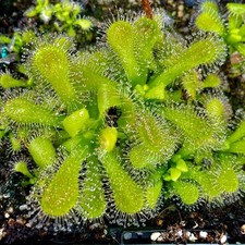 Carnivorous Drosera venusta -