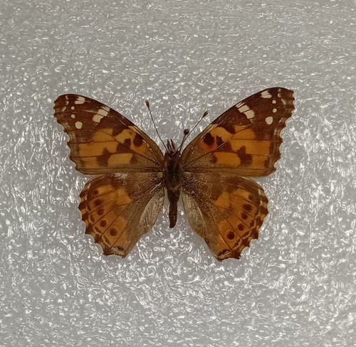 Painted lady butterfly - painted,
