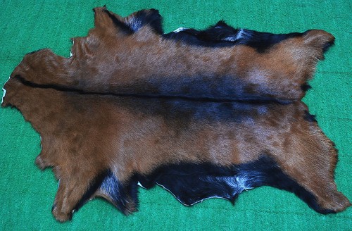 New goat hide rug - goat, area