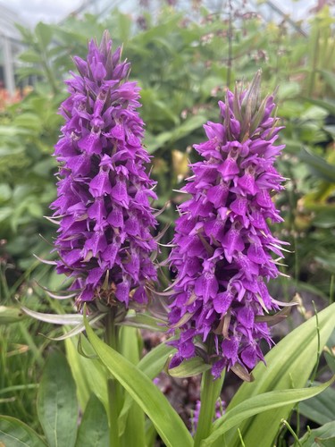 Dactylorhiza praetermissa - dactylorhiza,