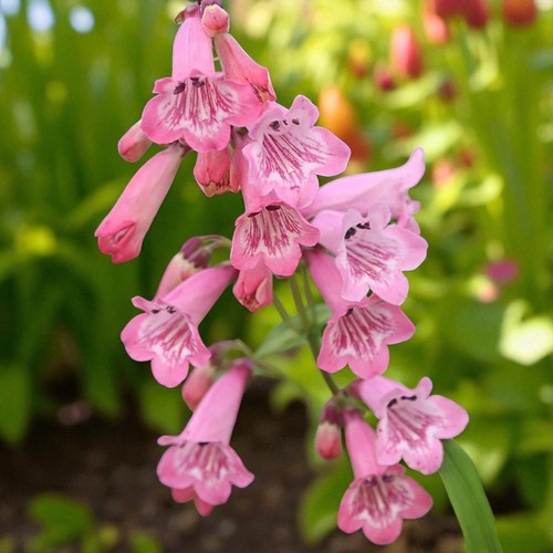 Penstemon hidcote plant 9cm - hidcote,
