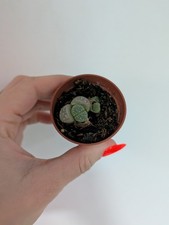 Lithops Houseplant