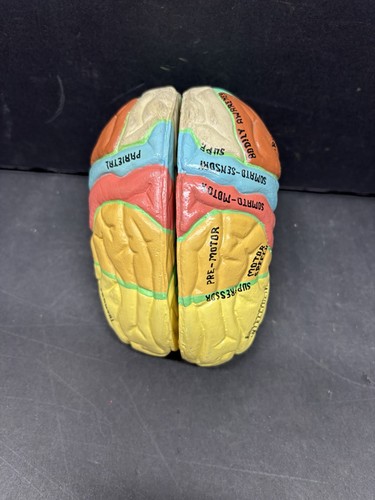 Section human brain - section,
