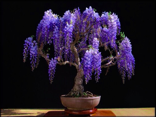 Bolusanthus speciosus tree - speciosus, (tree