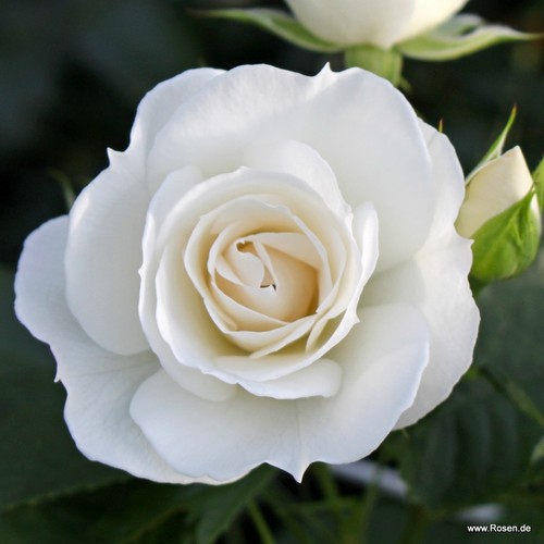 Garden roses plants - (bare, root